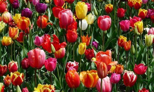 tulips-47399_1280